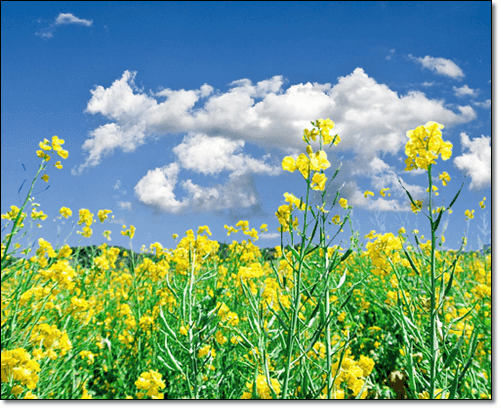 겨자꽃