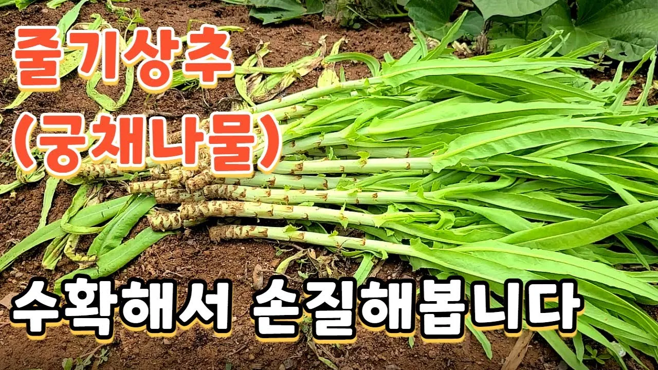 궁채나물 레시피 맛있는 조리법_2