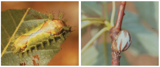 출처 (산림청) - 노랑쐐기나방