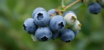 블루베리 효능 먹는법 하루 섭취량 쥬스_7