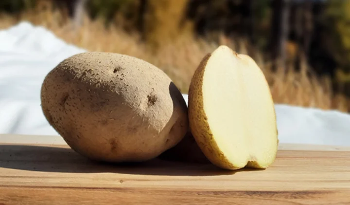 왕산종묘 씨감자 - 단오