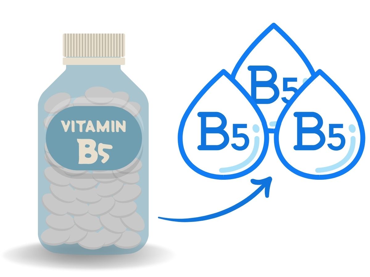판토텐산 하루 권장량 (비타민 B5)