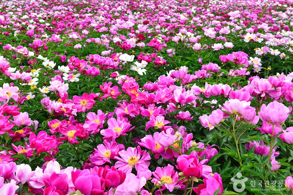 고흥 작약 꽃밭