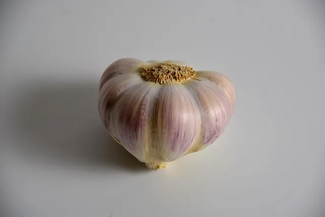 쪽마늘 재배 파종 깊이 흑비닐 피복 월동 준비_6