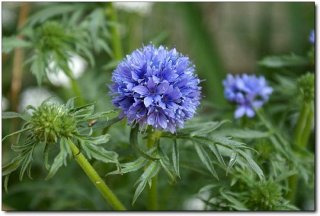 글로브 길리아 이미지 사진