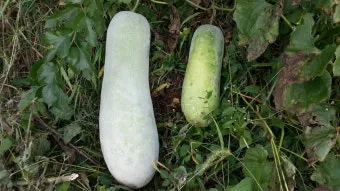 박 재배 직파 심기 순 따기 말림 보관_2
