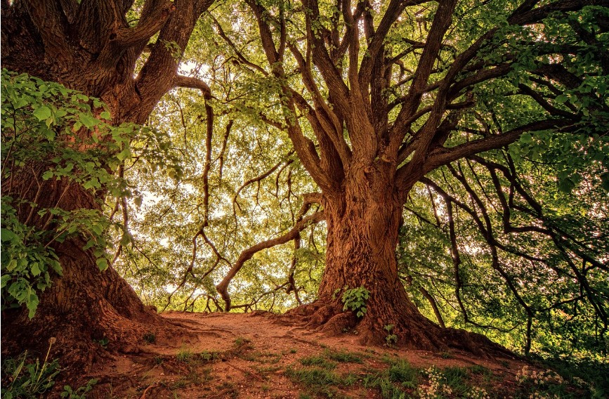 숲 속 길 안에 큰 나무 사진
