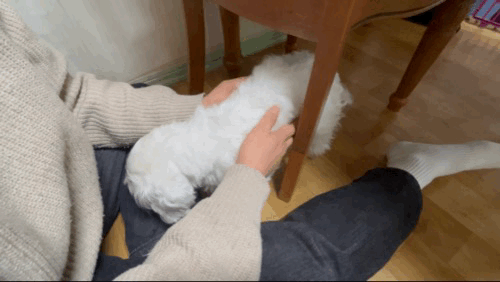 강아지 자궁축농증 증상