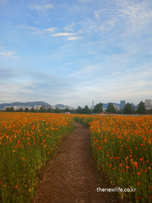 구리 한강시민공원 황화 코스모스 꽃길 전경