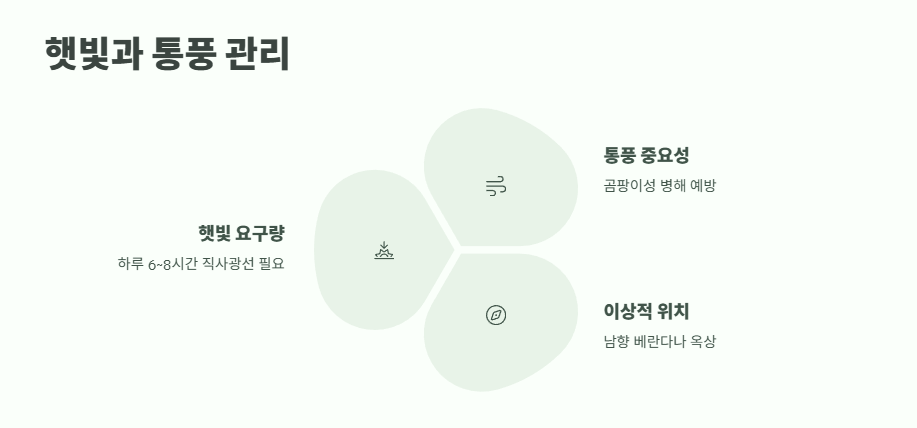 방울토마토 키우기 완벽 정리 7