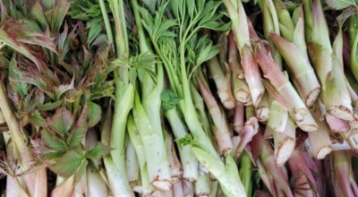 눈개승마 이미지