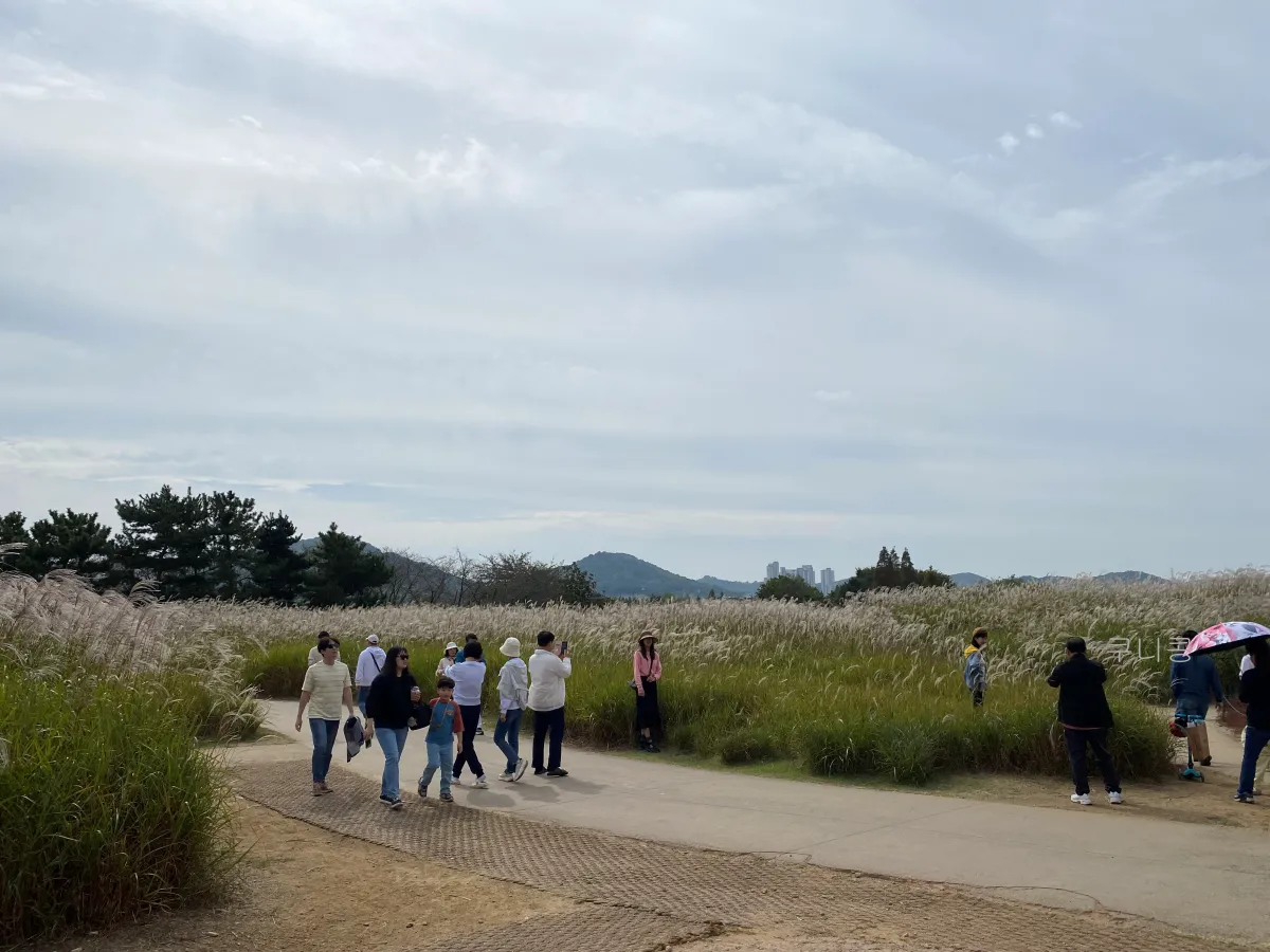 서울-근교-나들이-가볼만한곳-추천-억새-코스모스-시흥갯골생태공원-무료-주차-꿀팁