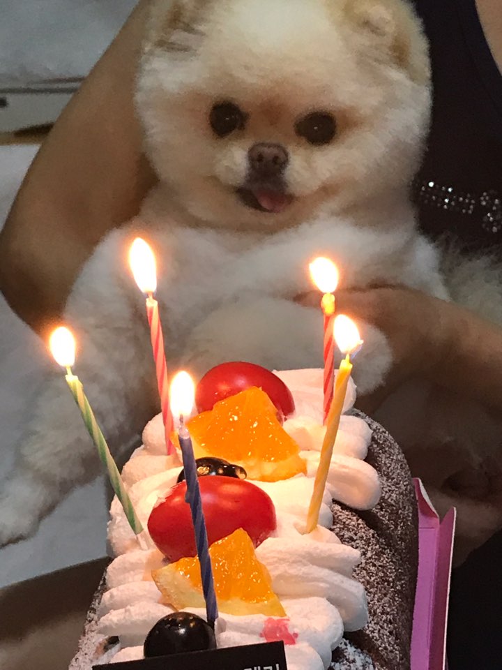 강아지가 싫어하는 행동 : 싫어하는 행동 23가지