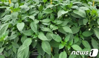 고춧잎 재배 잎 수확용 가지 치기 친환경 시비_2