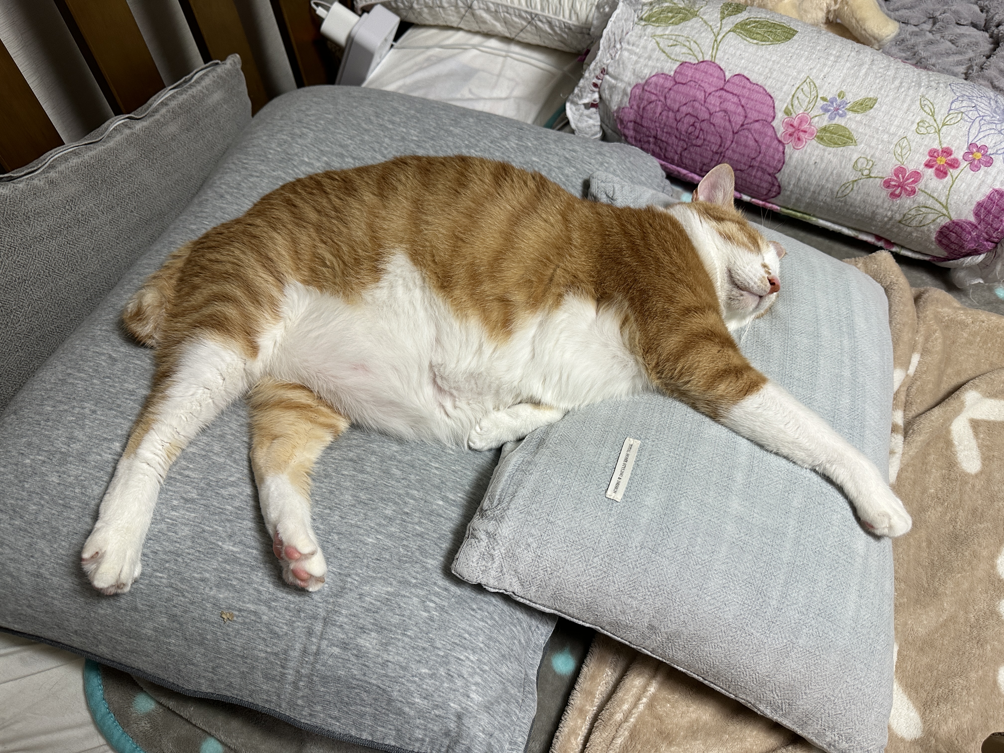 엄마_자리에서_쿠션_베고_자는_치즈냥이_호야