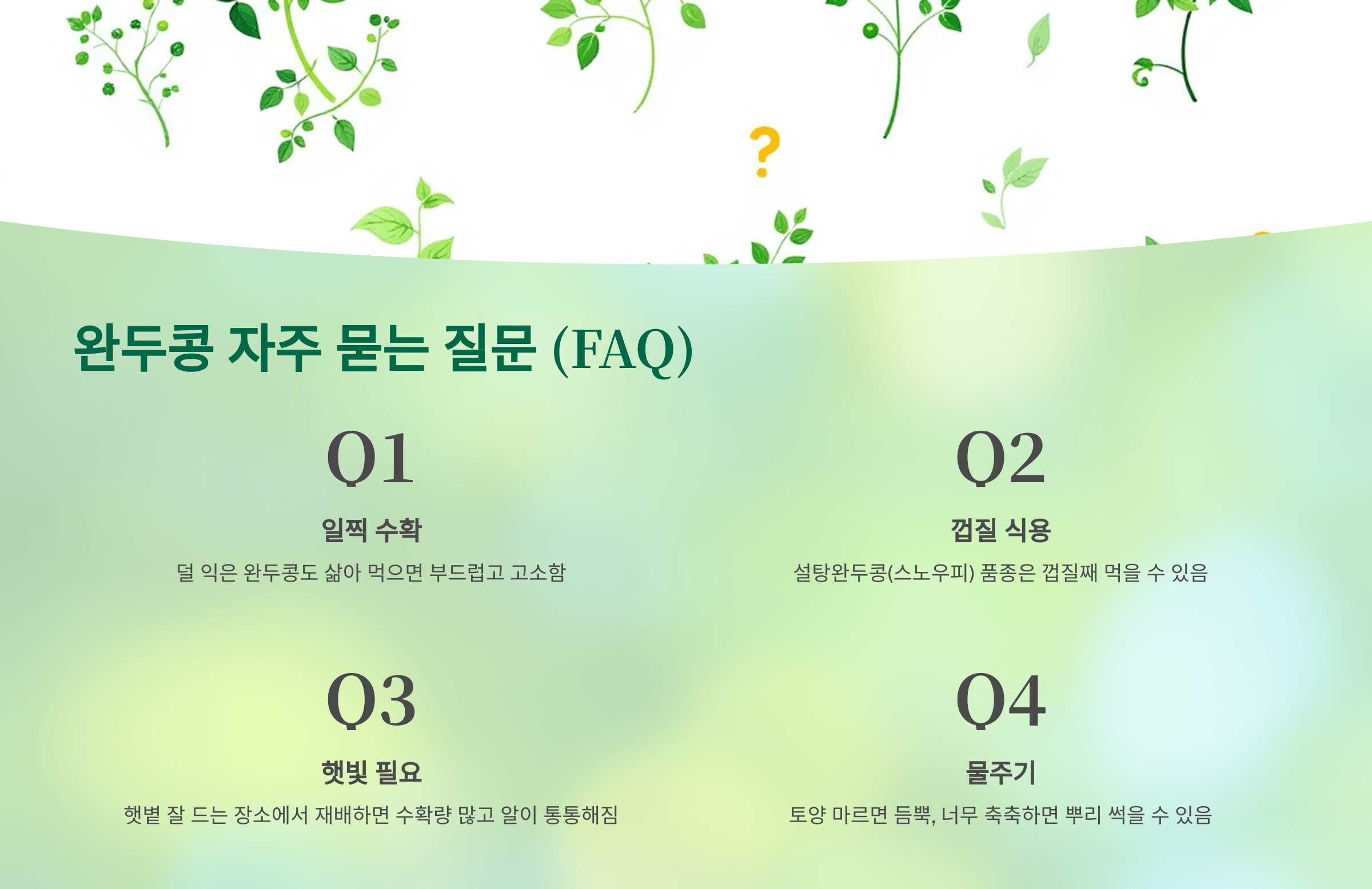 완두콩 사진입니다.