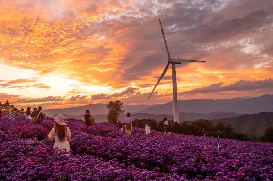 감악산 꽃별여행 축제, 보라빛 노을속으로