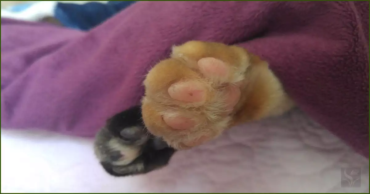 고양이 발바닥