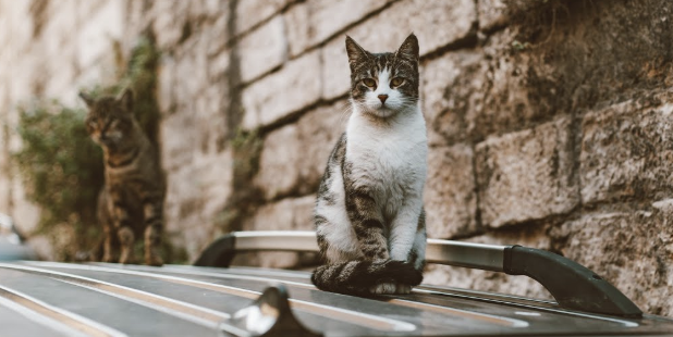고양이 기피제2