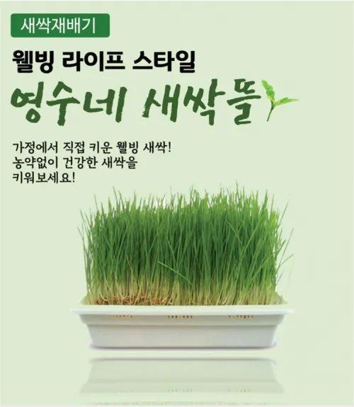 밀싹 재배 씨 뿌리기 발아 촉진 주기적 수확_6