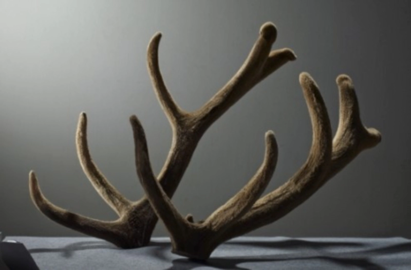 녹용 먹을때 주의점과 부작용