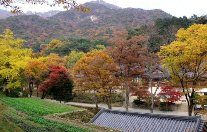 2025 계룡산 단풍 절정 시기 & 등산코스 추천 안내 ❘ 충남 가을 명소