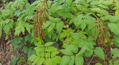 눈개승마 이미지