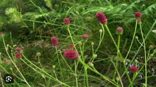 피부병-피부염증-습진-오이풀-사진