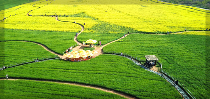 고창 청보리밭 전경. 사진 고창군