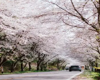 대청호 벚꽃축제_21
