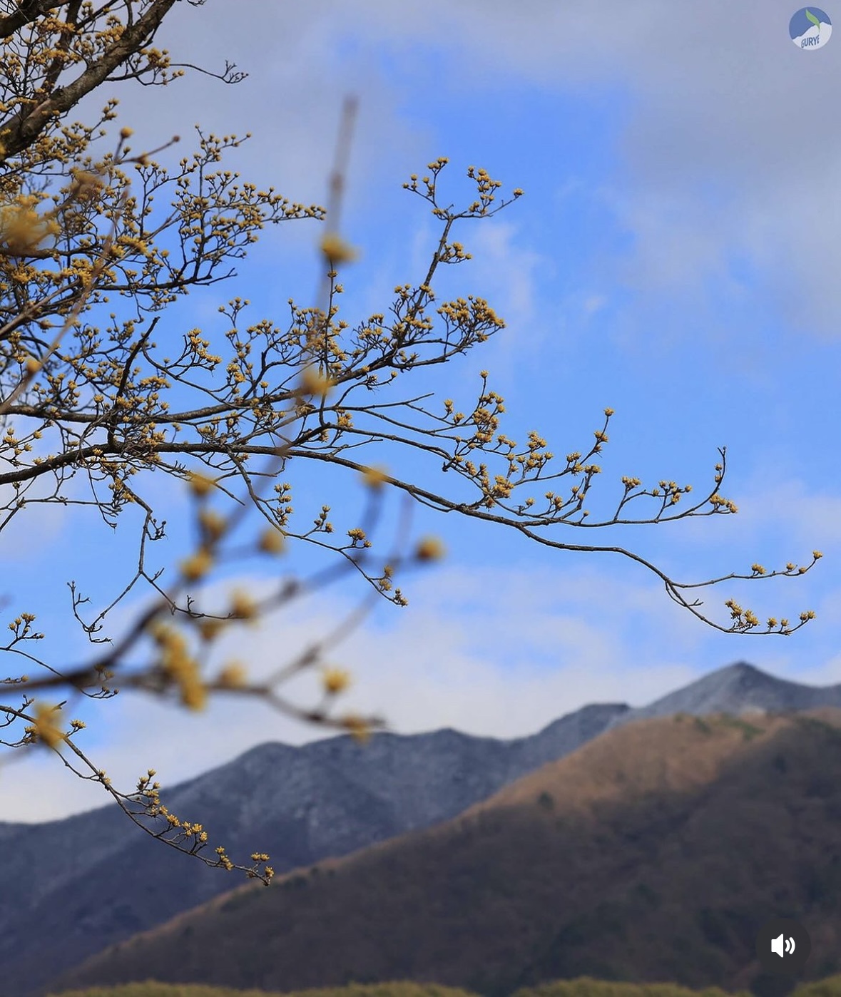 구례 산수유축제