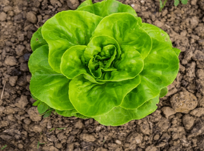 잘 씻겨진 상추