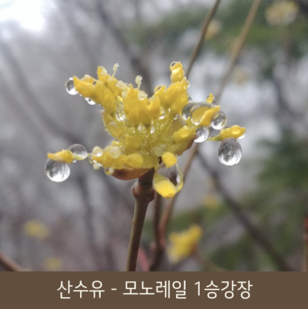 화담숲 봄 수선화 축제