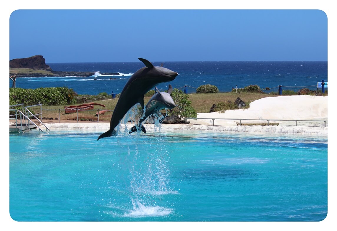 하와이 오아후섬의 수중동물 공원, 씨 라이프 파크 Sea Life Park 안에 있는 돌고래들이 묘기를 부리는 모습을 찍은 사진