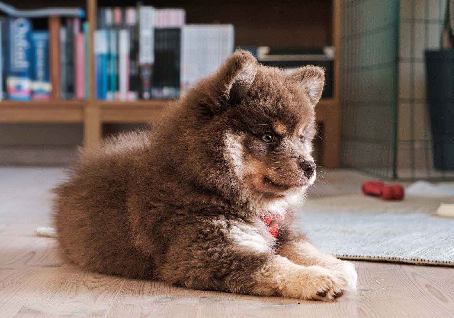 중대형견 강아지