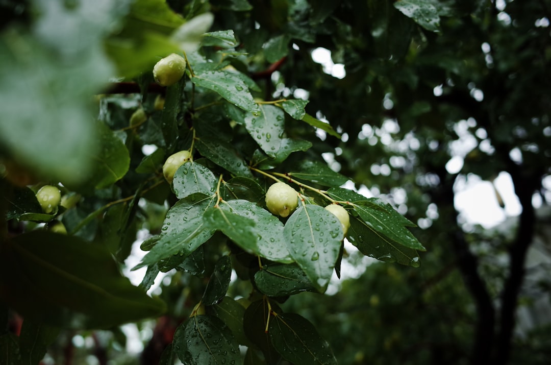 &ldquo;Jujube&rdquo;