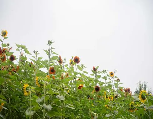 강주해바라기마을