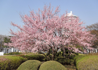 [정원수목]한옥 정원에 어울리는 한국 전통 수목 10가지
