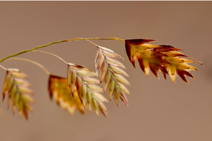 귀리겨(Oat Bran), 식이섬유의 왕이 말하는 콜레스테롤 조절의 비밀