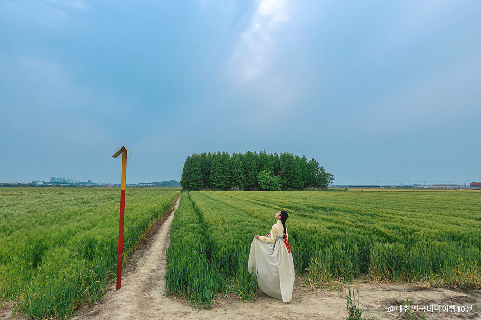 옥녀교차로 청보리밭