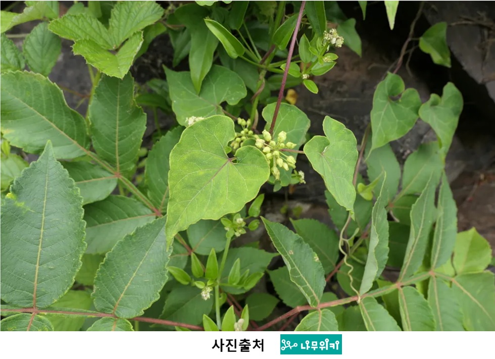 백수오 효능과 부작용, 복용방법