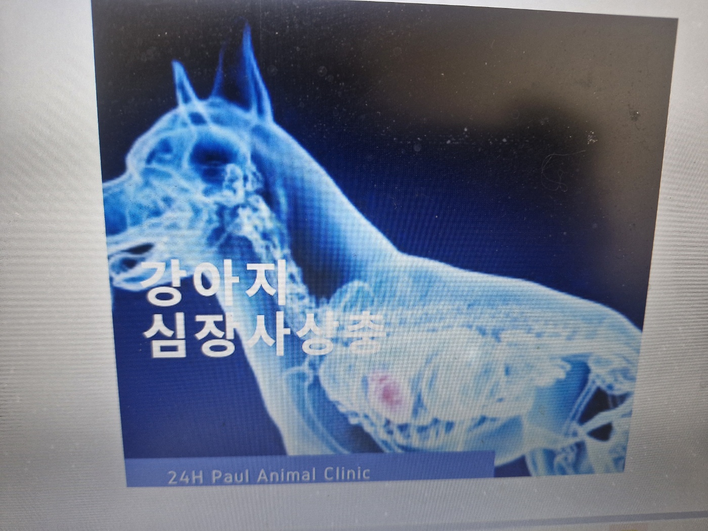 초보 반려인을 위한 다견 가정 질병관리 완전정복