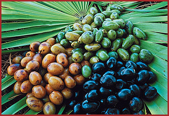 이만기 쏘팔메토