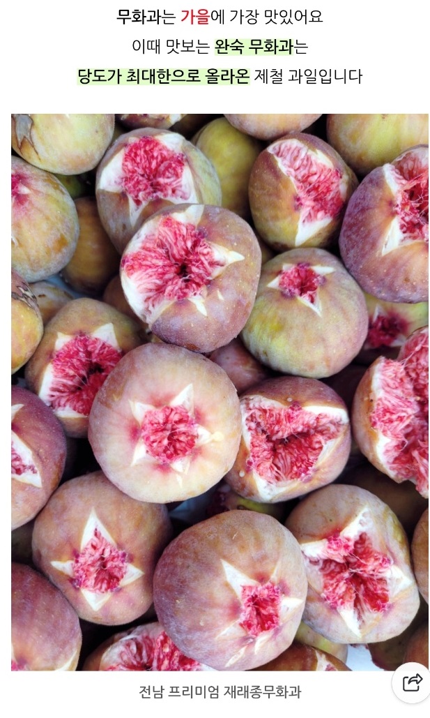 영암-재래종-무화과-천안기-택배