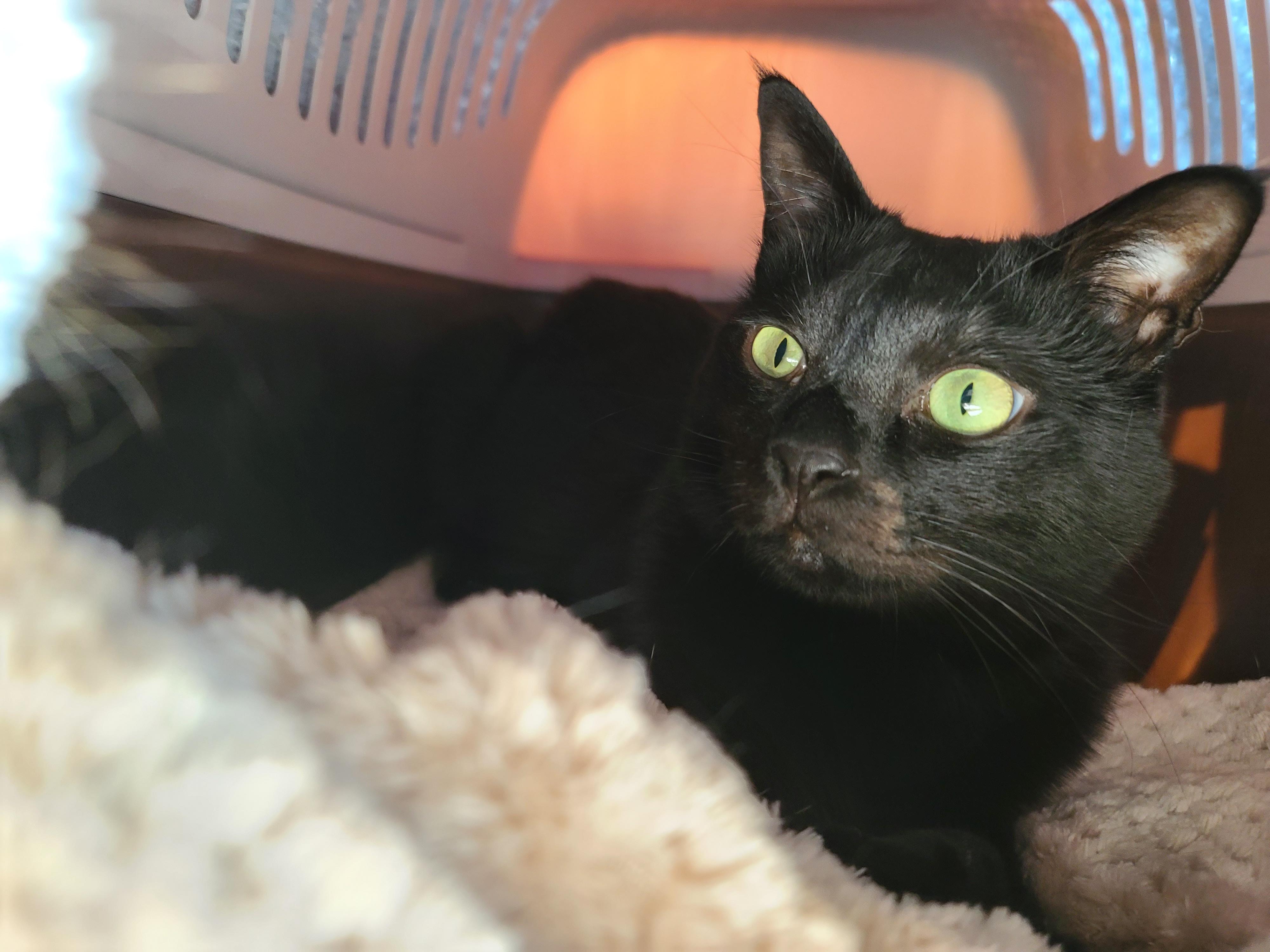 엄마 목소리에 꾹꾹이+골골송은 자동인 루나 (feat.질투대마왕 건이)