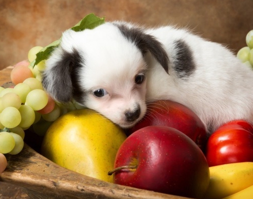 강아지가 먹어도 되는 과일