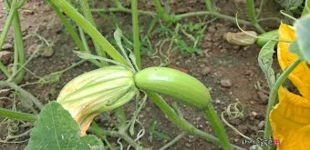 애호박 재배 꽃 관리 수분 받기 토양 배수 개선_8