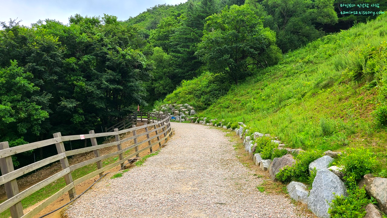 대관령-순수양떼목장