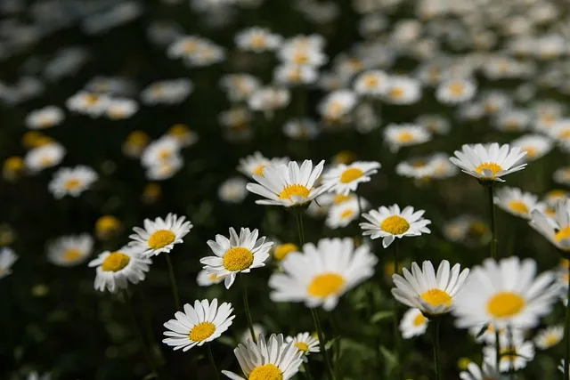 아웃포커스 사진 피사체 분리 배경 처리 색감 조절_4