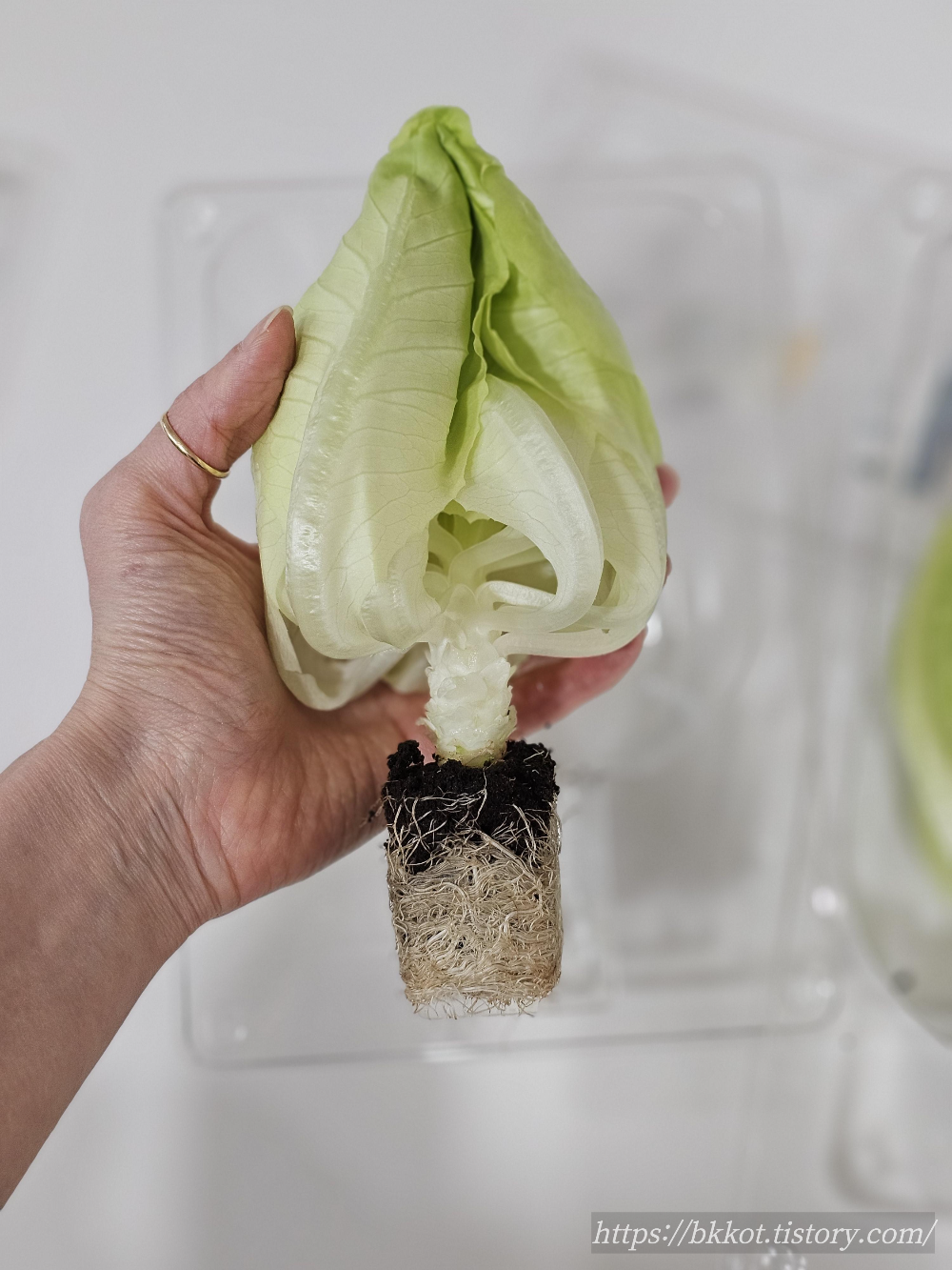 이마트 [뿌리가 살아있는 상추] 심기